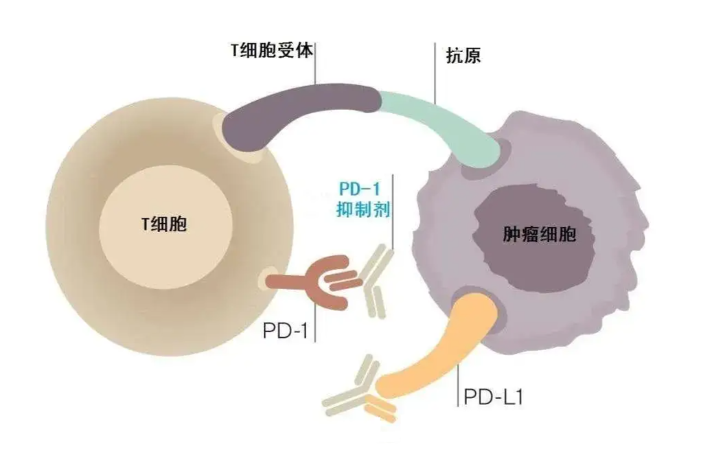 新澳精准资料免费提供265期003期 11-22-07-39-42-18T：06,新澳精准资料免费提供，探索第265期与第003期的奥秘（附11-22-07-39-42-18T，06）